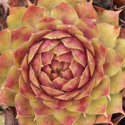 Sempervivum - Dachwurz - Hauswurz